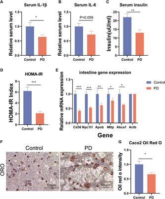 Platycodon D reduces obesity and non-alcoholic fatty liver disease induced by a high-fat diet through inhibiting intestinal fat absorption